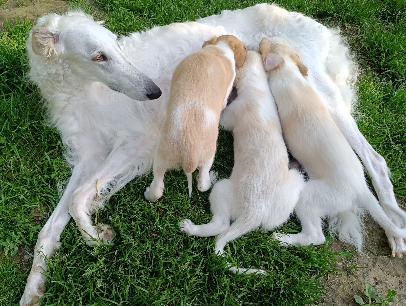 CHIOTS RACE BARZOI