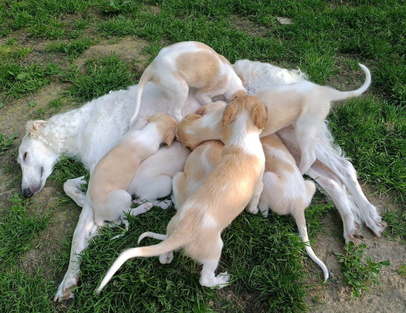 Chiot Barzoi Sophie Baumert