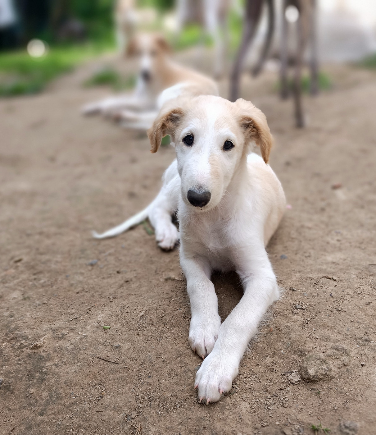 Sophie Baumert - Chiots disponibles - Barzoi