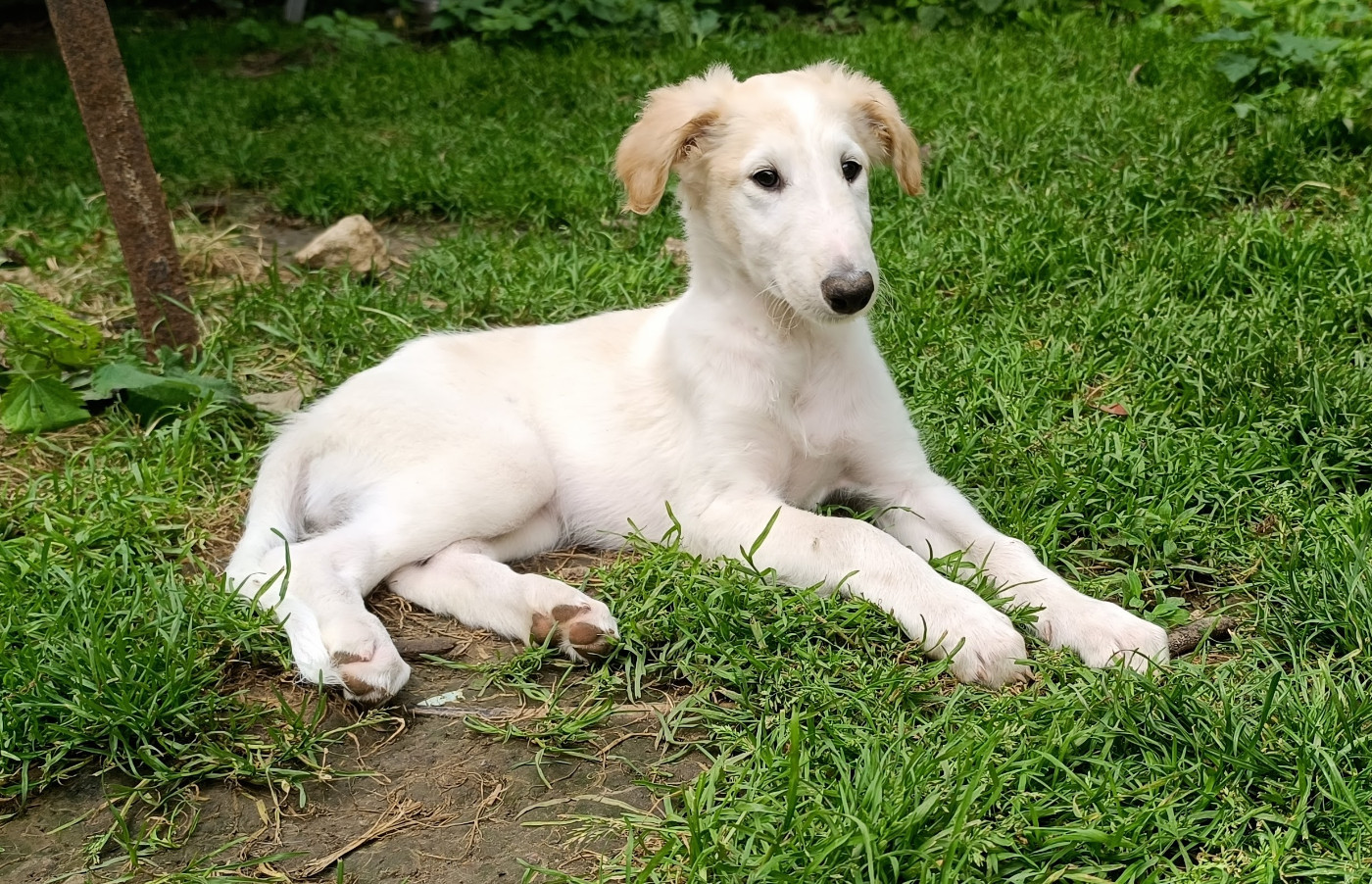 Sophie Baumert - Chiots disponibles - Barzoi