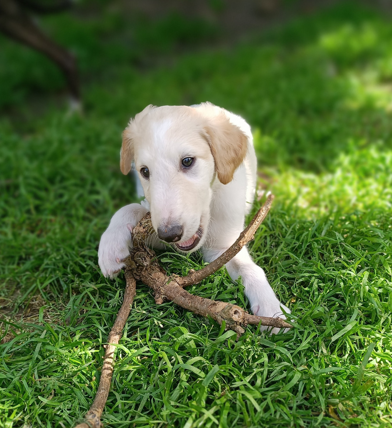 Sophie Baumert - Chiots disponibles - Barzoi