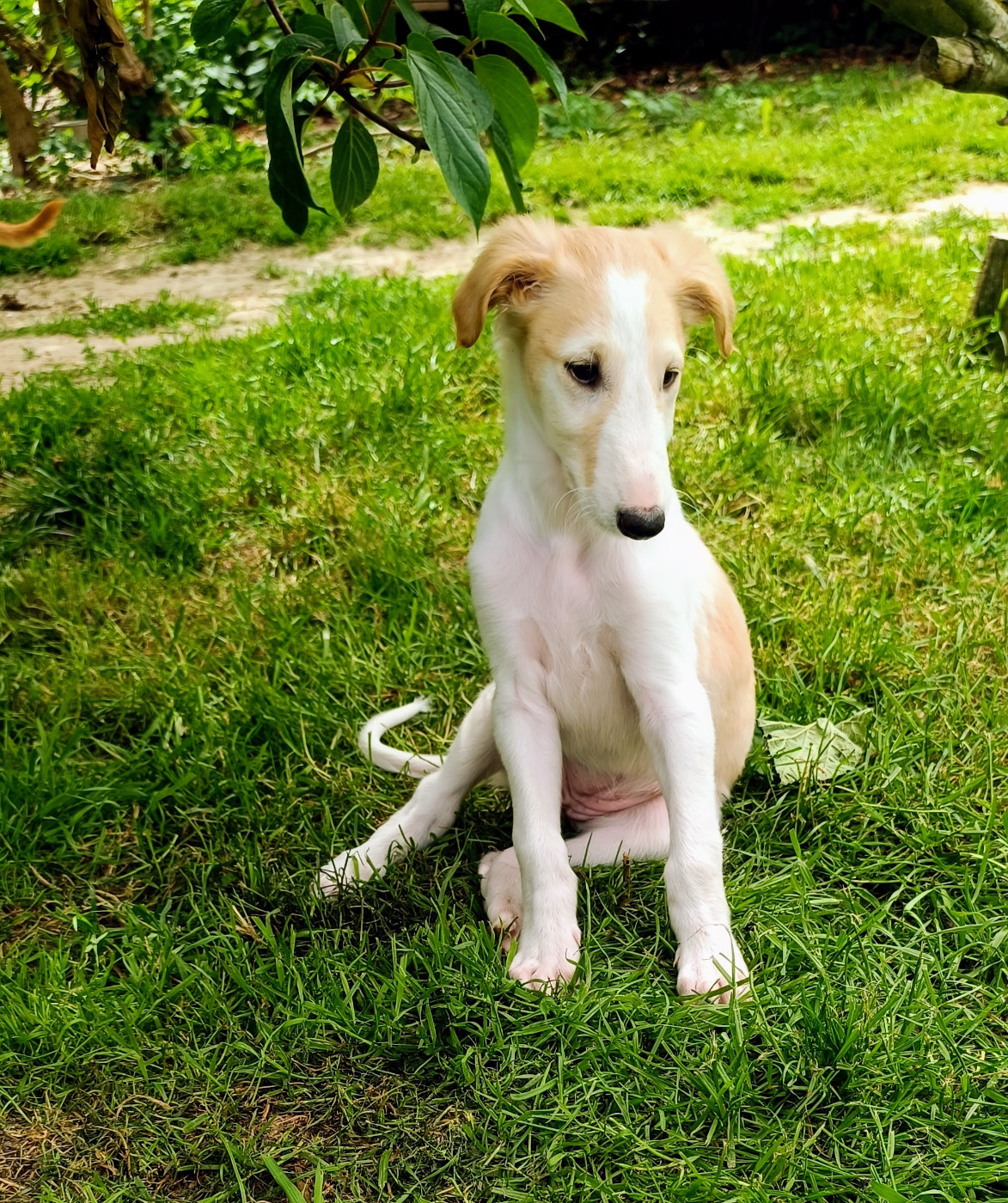 Sophie Baumert - Chiots disponibles - Barzoi