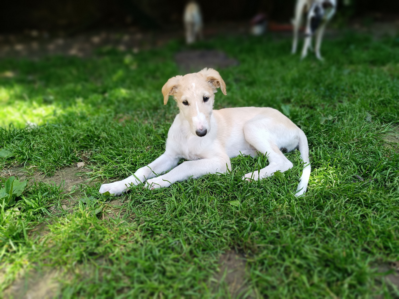 Sophie Baumert - Chiots disponibles - Barzoi
