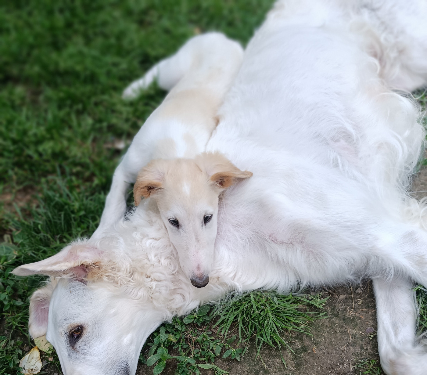 Sophie Baumert - Chiots disponibles - Barzoi