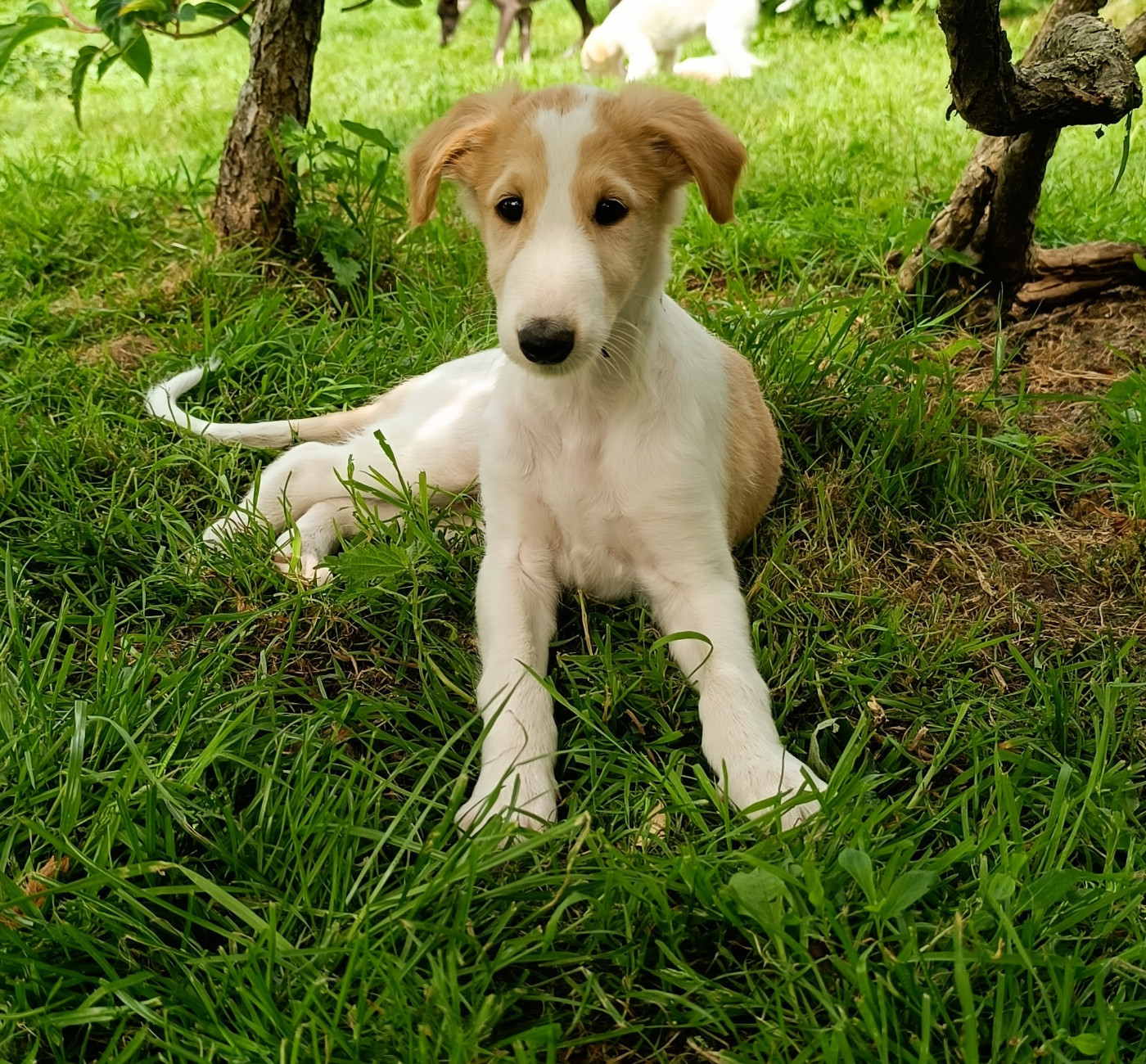 Sophie Baumert - Chiots disponibles - Barzoi