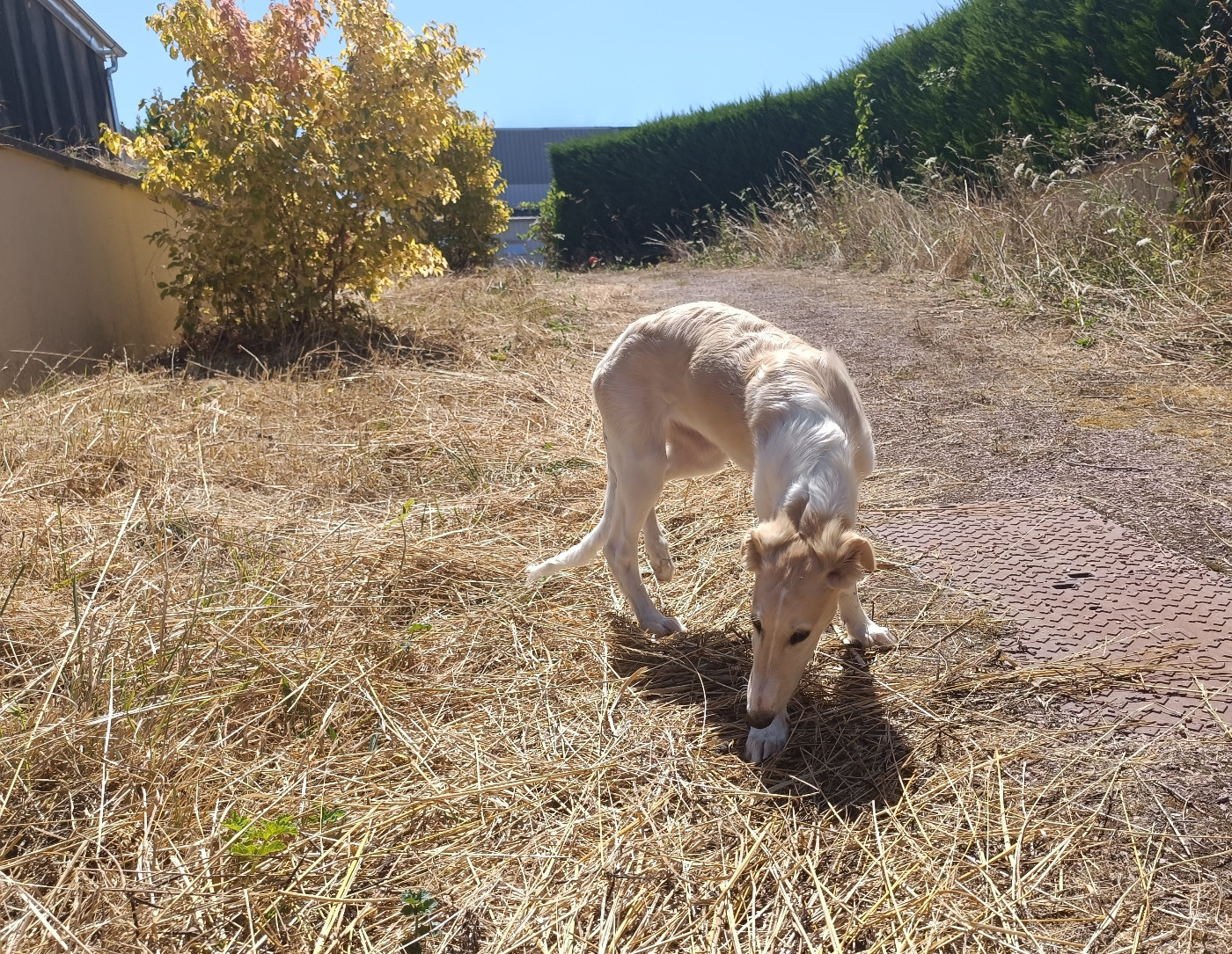 Sophie Baumert - Chiots disponibles - Barzoi