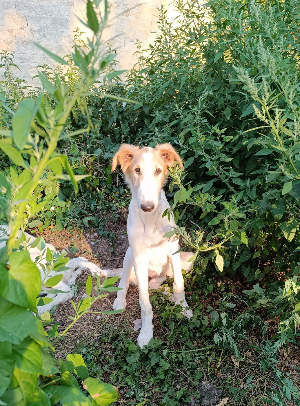 Sophie Baumert - Chiots disponibles - Barzoi