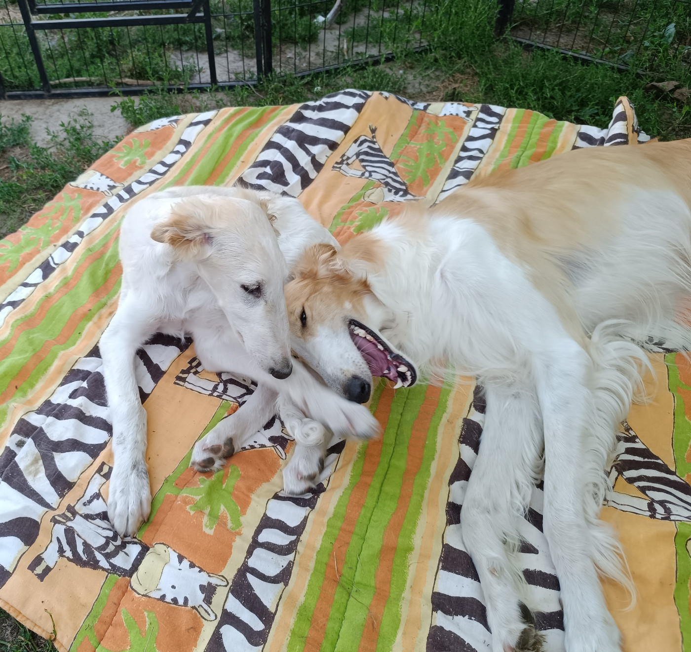 Sophie Baumert - Chiots disponibles - Barzoi
