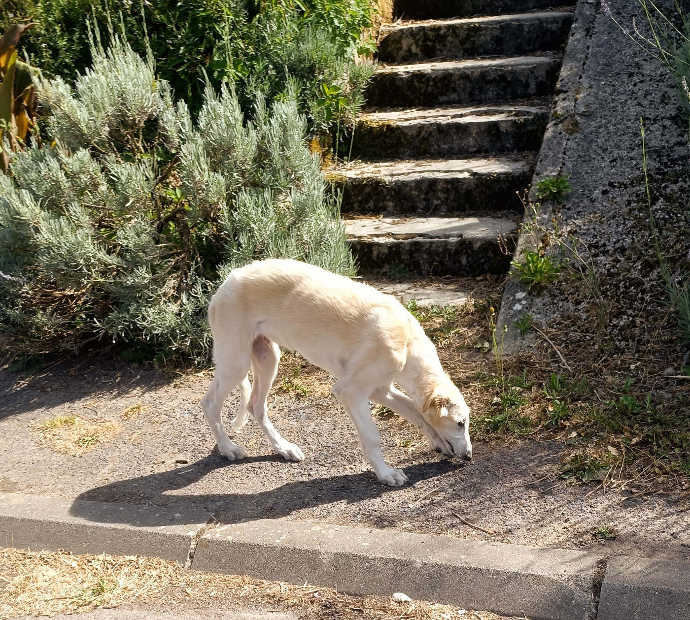 Sophie Baumert - Chiots disponibles - Barzoi
